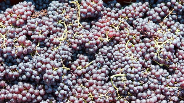 grapes in greek vineyard 