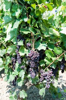 grapes in greek vineyard 