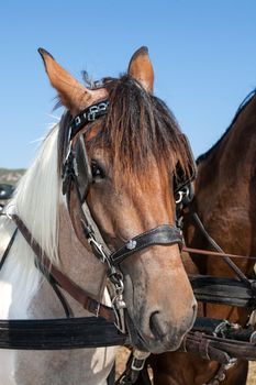 close up of two horses head outdoor