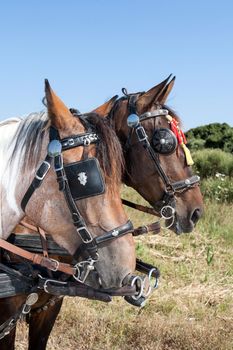 close up of two horses heads outdoor