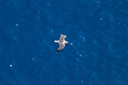 beautiful seagull flying over the blue sea