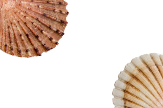 beautiful tropical shells on a white background