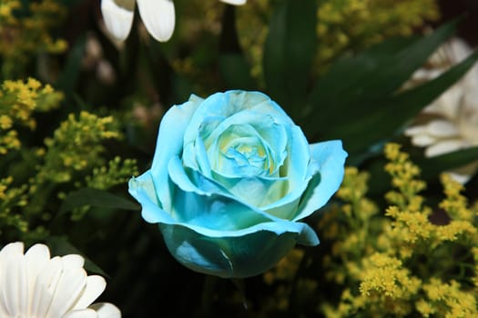 close up of a beautiful blue rose 