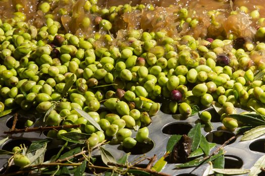 olives into small scale olive oil mill factory for extracting extra virgin olive oil