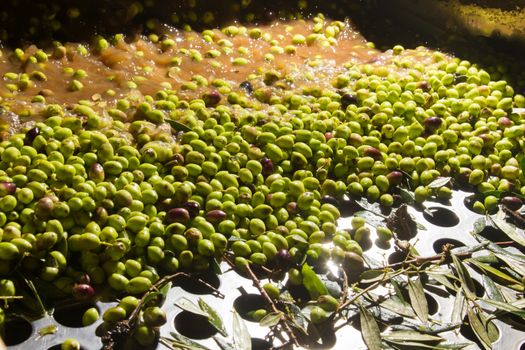 olives into small scale olive oil mill factory for extracting extra virgin olive oil