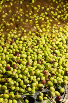 olives into small scale olive oil mill factory for extracting extra virgin olive oil