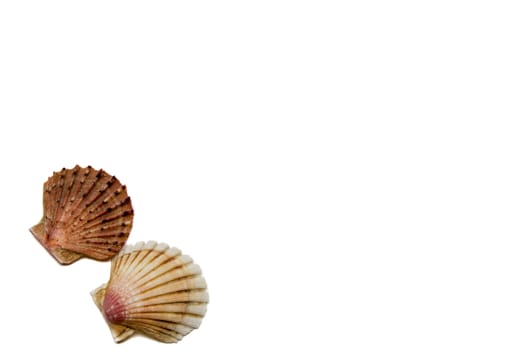 beautiful tropical shells on a white background