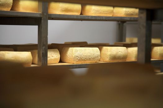 view of a maturing storehouse of cheese