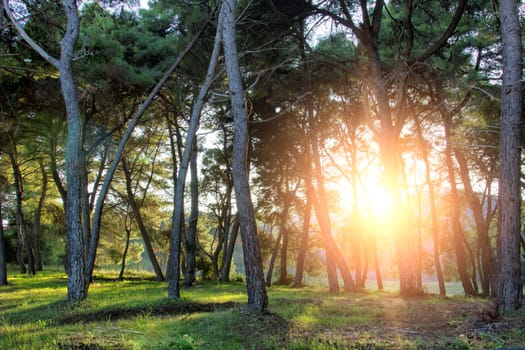 green forest of pine with sun flair among the trees