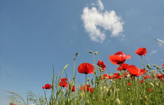 Red poppy blooming on summer field