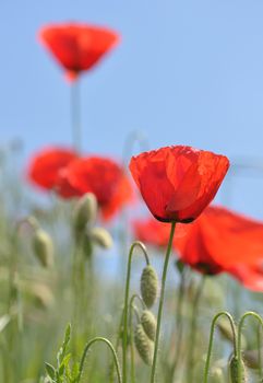 Red poppy blooming on summer field