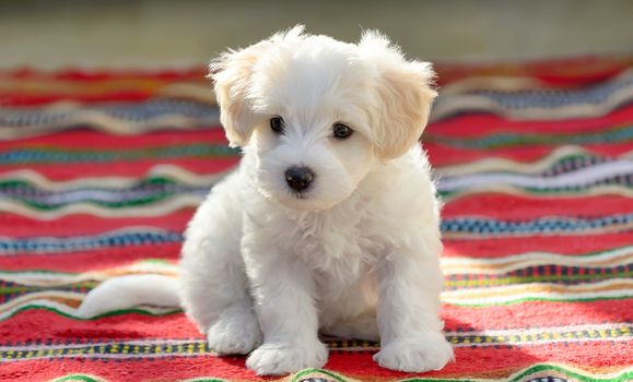 White puppy maltese dog sitting on red carpet