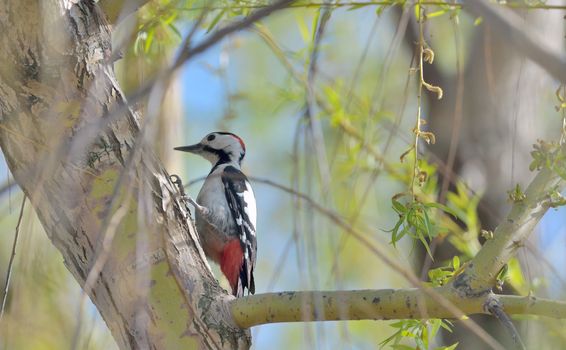 Great spotted Woodpecker perched on a birch branch 