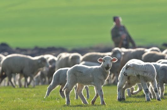 Flock of sheep and lambs on field at sunset