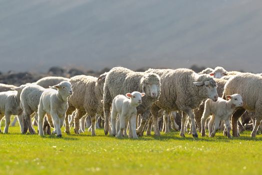 Flock of sheep and lambs on field at sunset