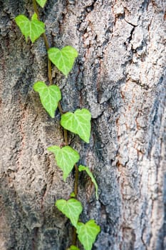 close up of leafs laying on a tree