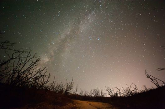 night sky with galaxy and burned trees in foreground