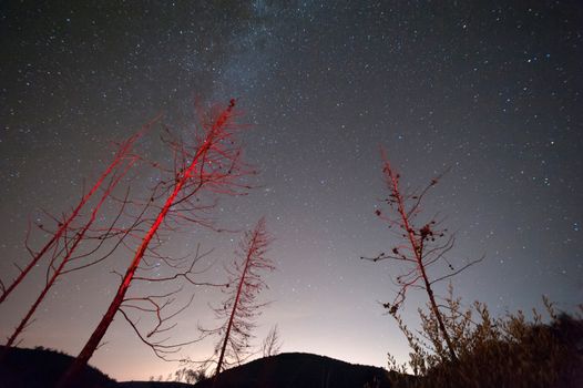 night sky with galaxy and burned trees in foreground