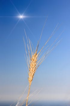 wheat on a sky with sun on the background