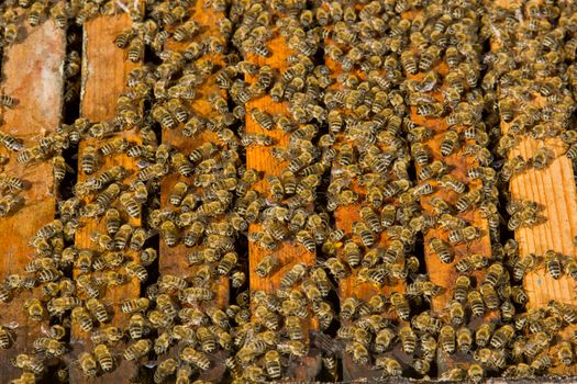 closeup of bees on a honeycomb of a big hive