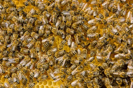 closeup of bees on a honeycomb of a big hive