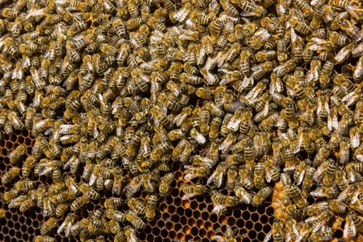 closeup of bees on a honeycomb of a big hive