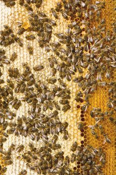 closeup of bees on a honeycomb of a big hive