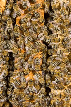 closeup of bees on a honeycomb of a big hive
