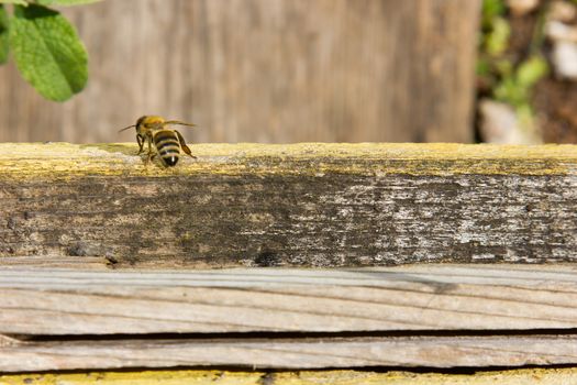 closeup of bee on hive at nature