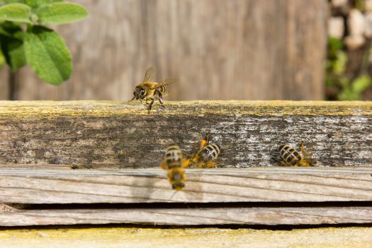 Colorful hives and bees in the nature 