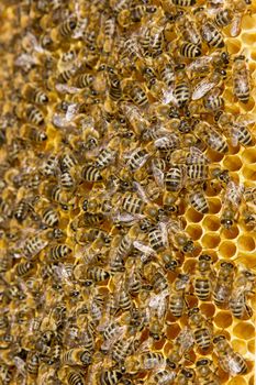 closeup of bees in hive producing honey