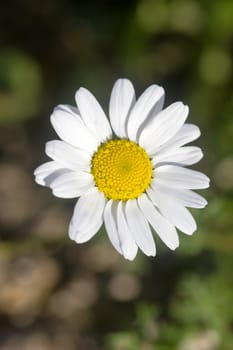 closeup of a rare beautiful flower in the nature of greek island