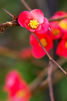 closeup of a rare beautiful flower in the nature of greek island