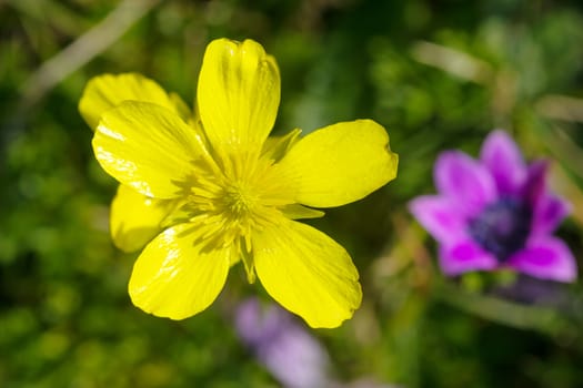 closeup of a rare beautiful flower in the nature of greek island