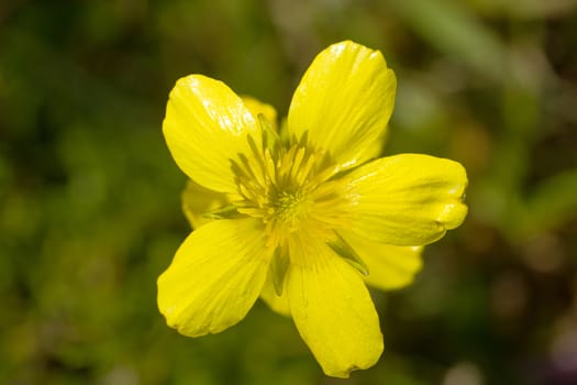 closeup of a rare beautiful flower in the nature of greek island