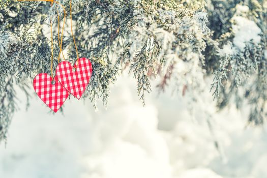 Beautiful valentine holiday background with two checkered hearts on thuja cypress tree branches covered with hoarfrost, white snow surface.