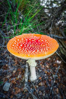 Amanita muscaria. fly agaric toadstool mushroom. Close-up view