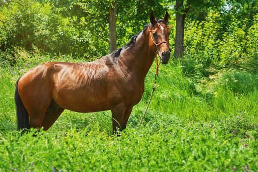 Chestnut Horse in the Grass