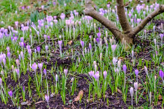 Spring flowers emerging at Birmingham Botanial Garden