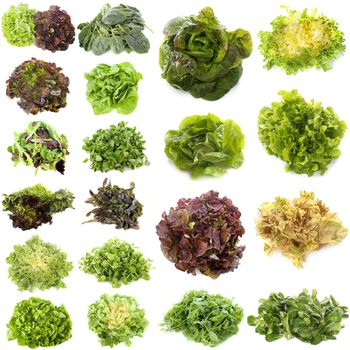 varieties of salads in front of white background