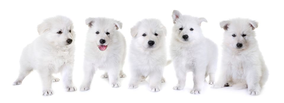 puppies White Swiss Shepherd Dog in front of white background