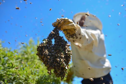 aggressive bees and the bee colony