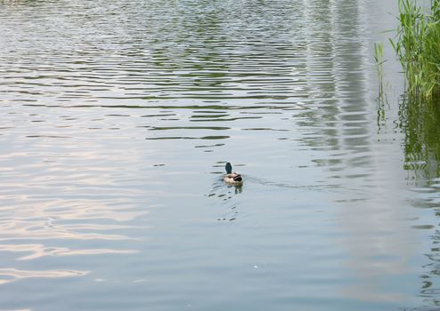 Duck floating in the city pond among the reeds