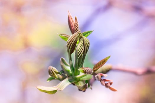 Postcard of fresh new bud leaves of spring tree close-up on colourful bokeh background