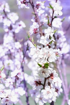 Postcard of fresh blossom flowers on spring cherry tree close-up on colourful bokeh blur background