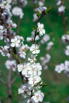 Postcard of fresh blossom flowers on spring cherry tree close-up on colourful bokeh blur background