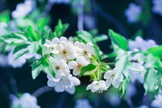 Postcard of fresh blossom flowers on spring cherry tree close-up on colourful bokeh blur background