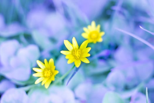 Three yellow spring blossom flowers on grass leaves bokeh blur background