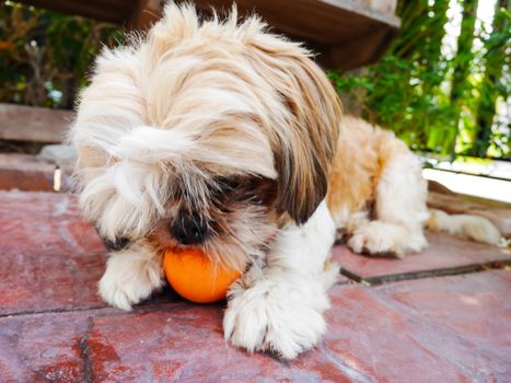 Shih tzu dog is very happy when play ball