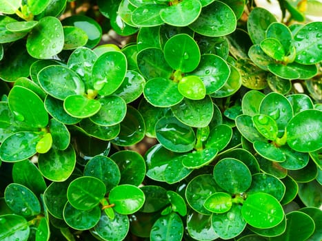 Green leaf and dewdrop background